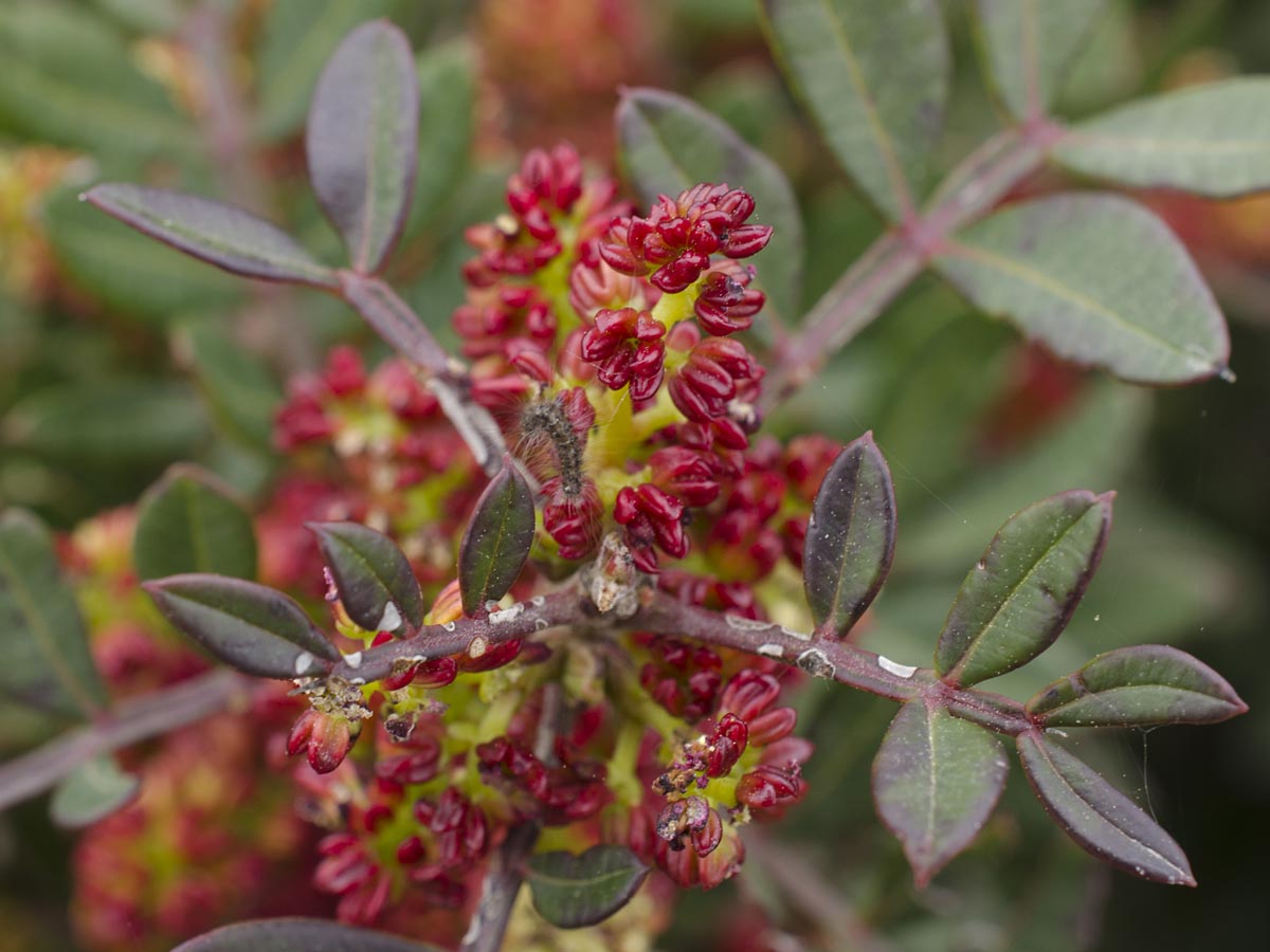 Pistacia lentiscus